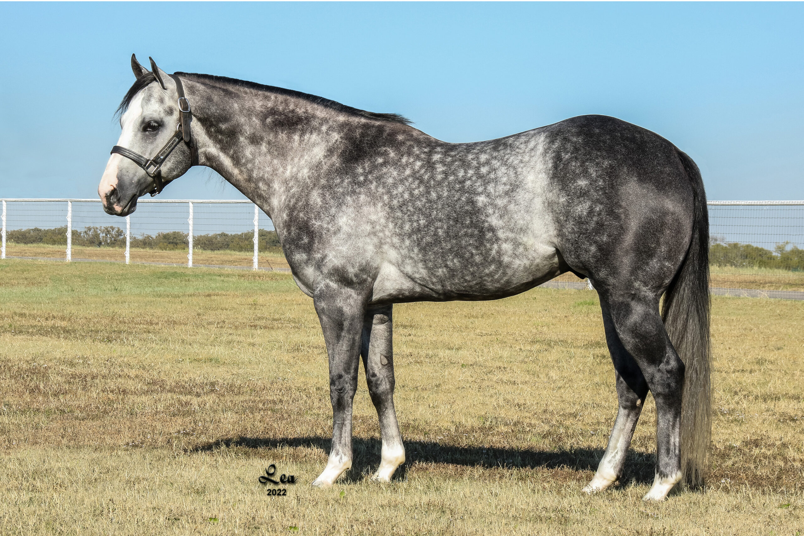 Quarter Horse - Dapple Grey