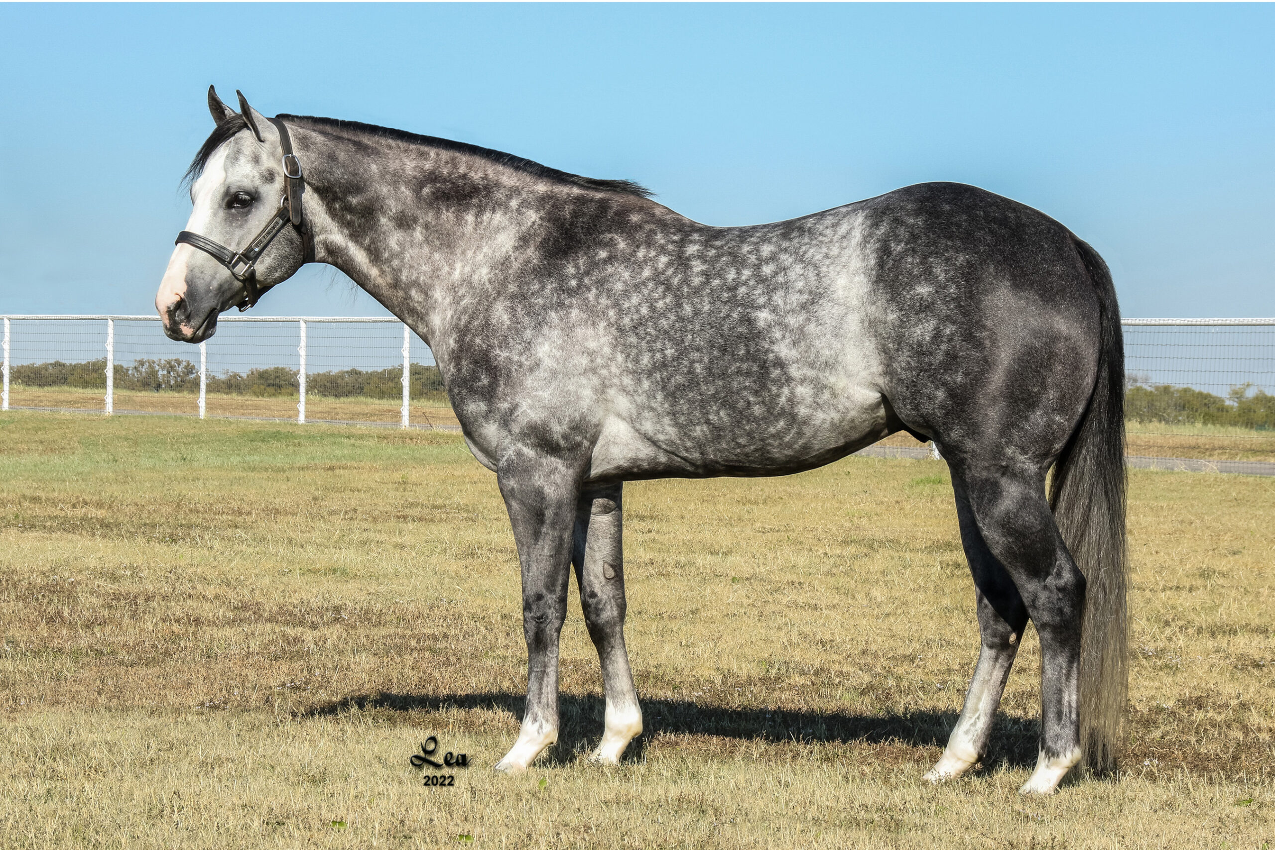 Dapple Grey Quarter Horse Stallion Trafalgar StoneHorseRef