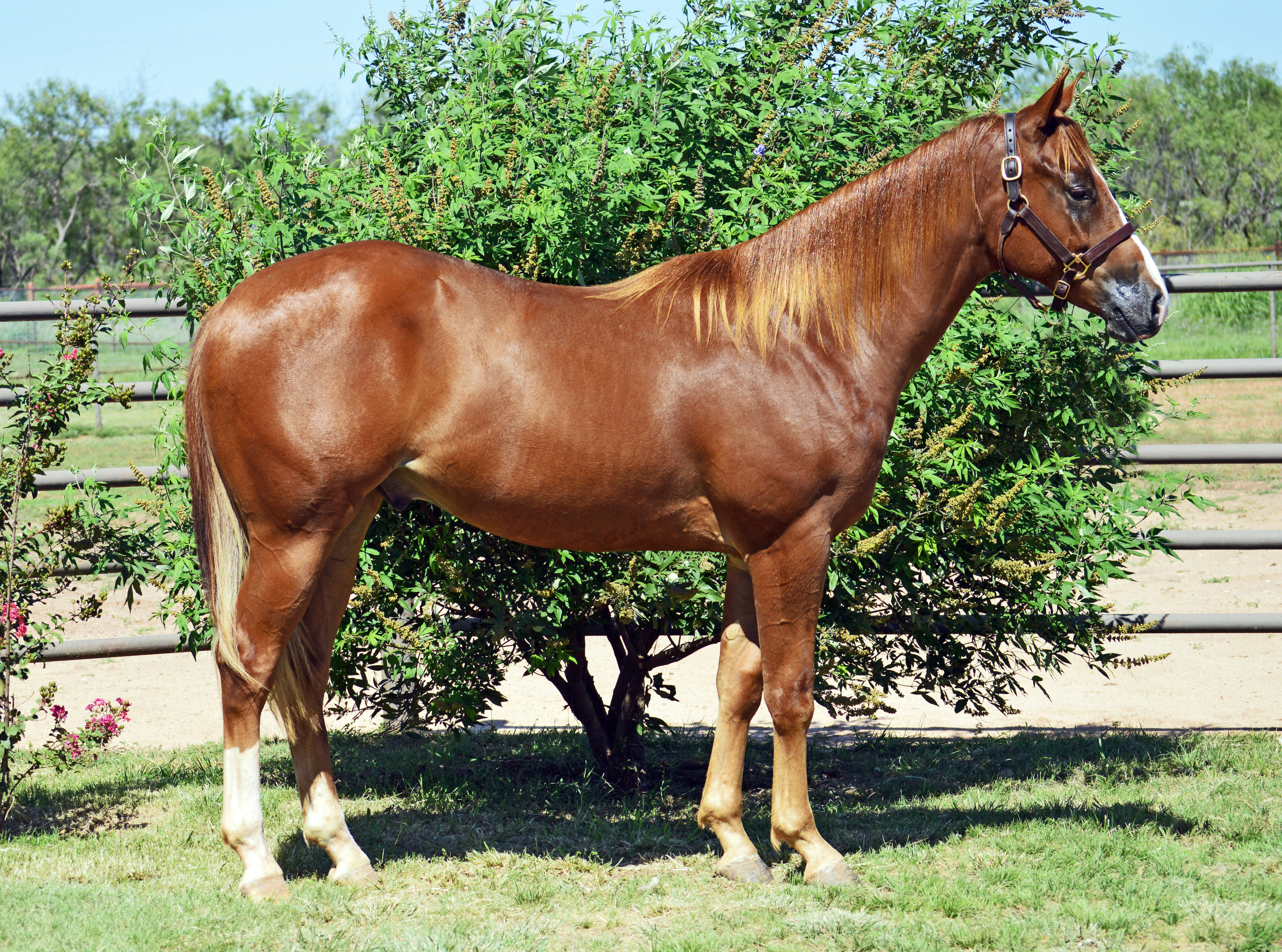 Texas Yearling Sale 2025 Johna Kirsten